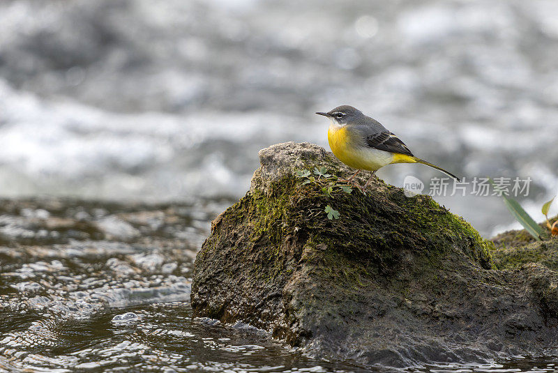 美丽的灰色摆动尾(Motacilla cinerea)